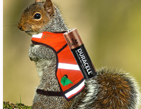 Squirrel Power