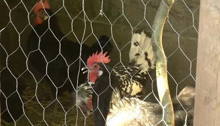 urban-chickens