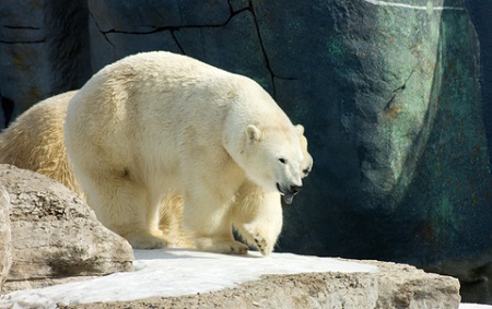 zoo waste to biogas, Toronto Zoo, ZooShare