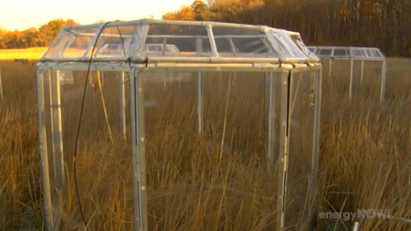 Chesapeake-Bay-salt-marsh-CO2-experiment