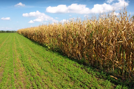corn CoolPlanet, cellulosic biofuels