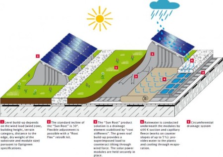 sun-root-2