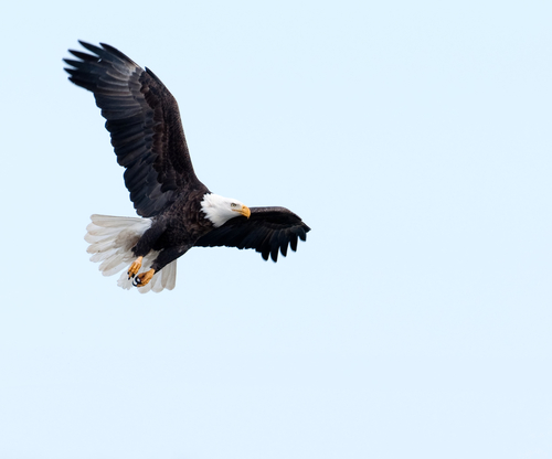 bald-eagle