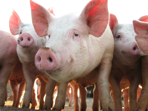 pigs
