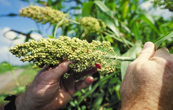 sorghum biofuel