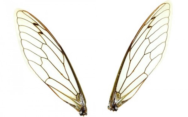 types-of-insect-wings