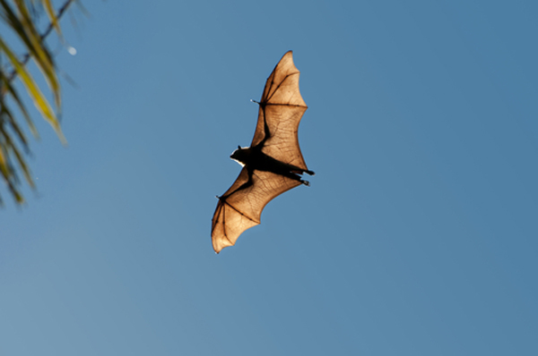 Bats