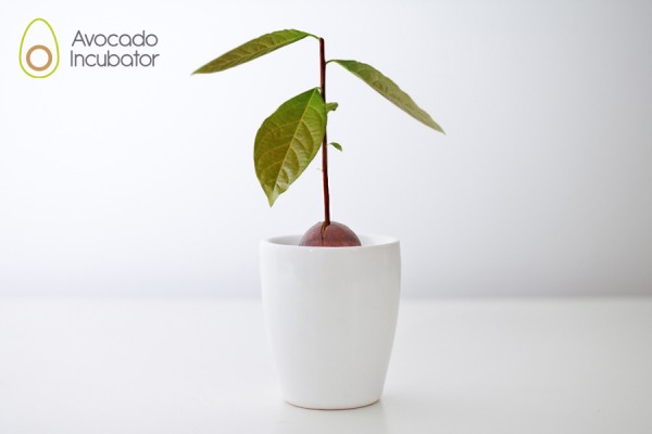 Avocado_Incubator