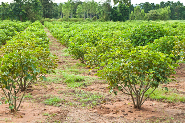 Jatropha