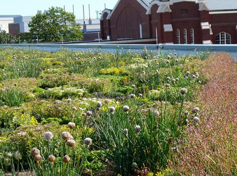 Green roof, which was recently planted atop the State Gym roof. Image by Kerry Dixon-Fox via Inside Iowa State.