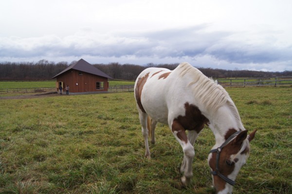 The Barn House co-habitation experiment places humans and horses in the same built environment. Image via co+labo.