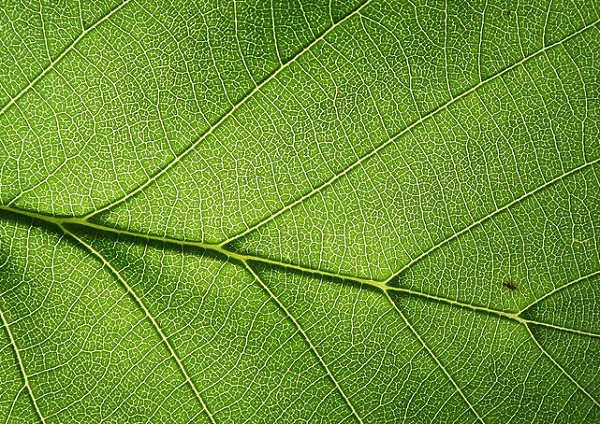 artificial photosynthesis