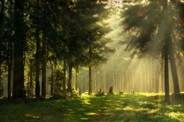 water-wildlife-risk-sweeping-forest-rule-top-scientists_176