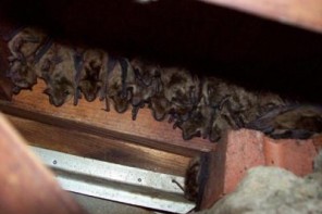 Corvette to Cave: Chevy Byproducts Give Homes to Bats