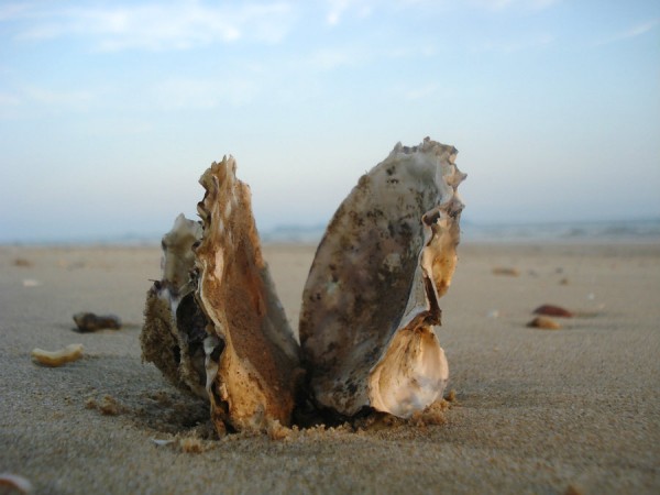 oyster_shells
