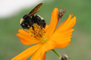 Pollen Batteries: Nothing To Sneeze At