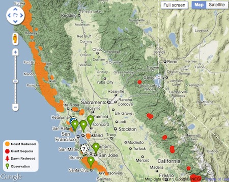 Google 3d Maps Redwood Forest Earthtechling
