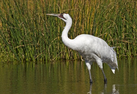 whooping crane, wind power