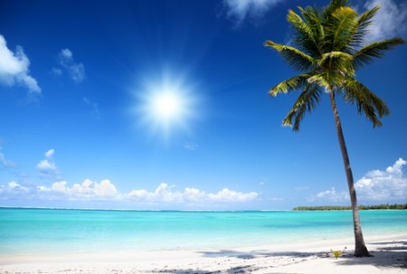 coconut-sun