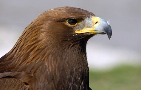 golden eagle, west butte wind permit