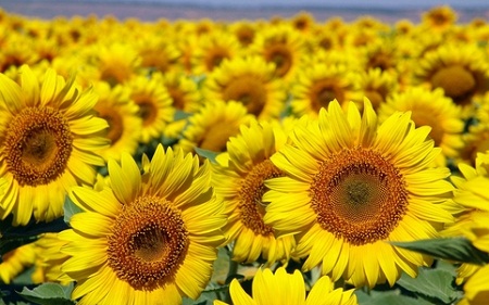 sunflower
