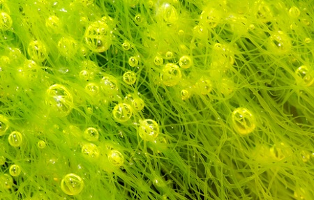 algae microbubbles algae