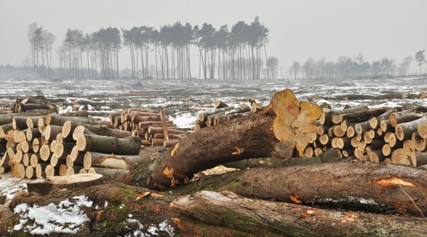 deforestation,carbon release,uc davis study