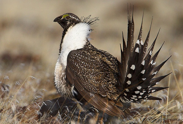 greater sage grouse wyoming wind farm