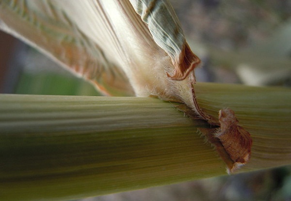 sorghum advanced biofuel