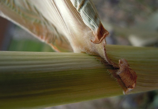 Sorghum is one of the biofuel feedstocks promoted by U.S. policy (image via Wikimedia Commons/Matt Lavin)