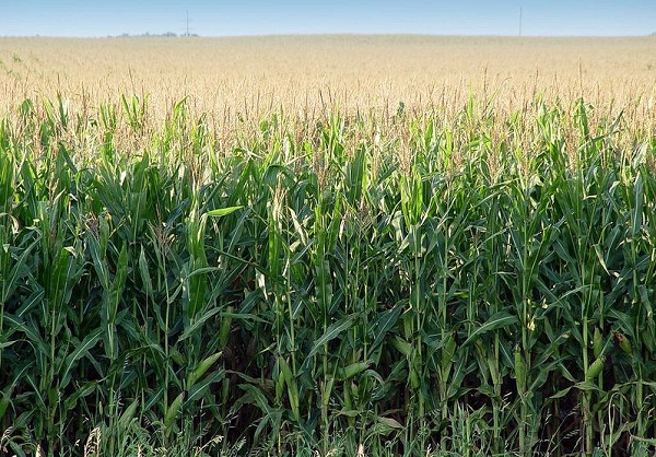 grassland loss biofuels