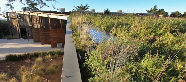 Rooftop Grassland at Nueva School