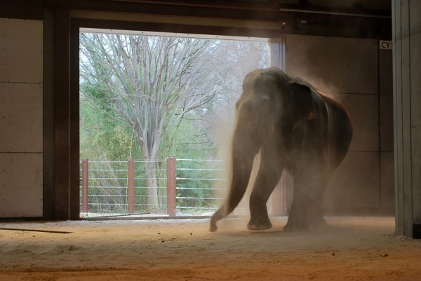 Shanti, an Asian elephant, takes a quick dust bath in the National Zoo's new LEED Gold certified enclosure. Image by Andrea Pohlman via Smithsonian National Zoological Park.