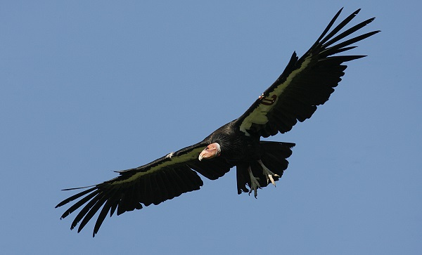california condor wind power
