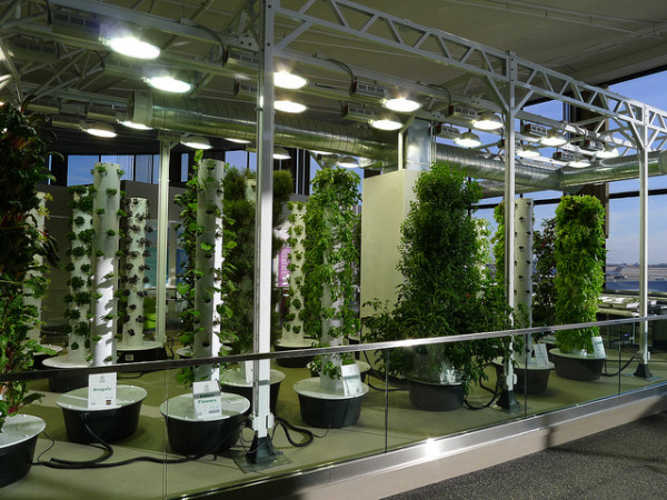 O Hare Airport S Vertical Aeroponic Garden Takes Flight