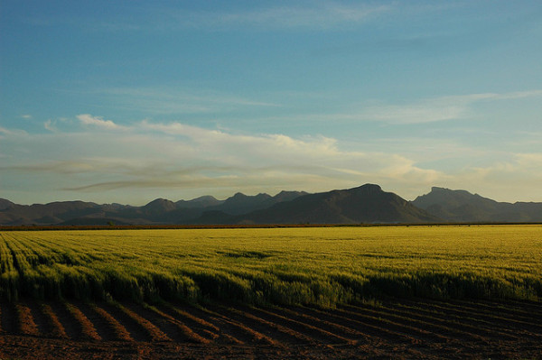 crops growing in mexico