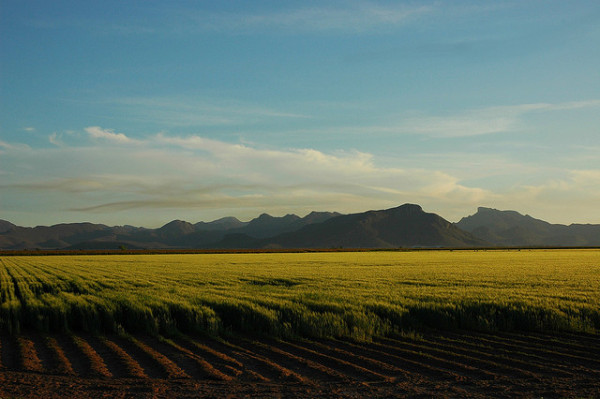 What If We Could Fertilize Crops With Air Instead Of Chemicals? | EarthTechling