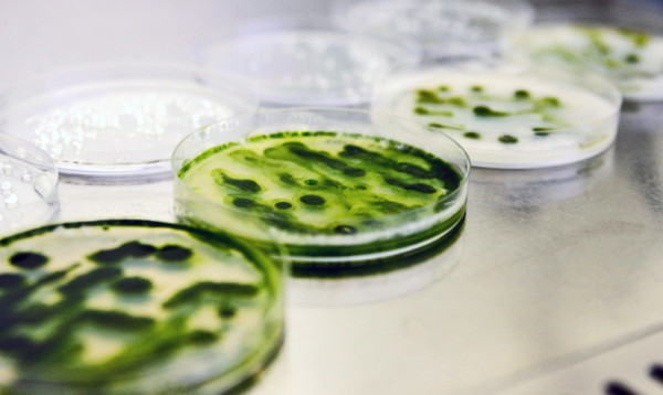 image via University of Florida