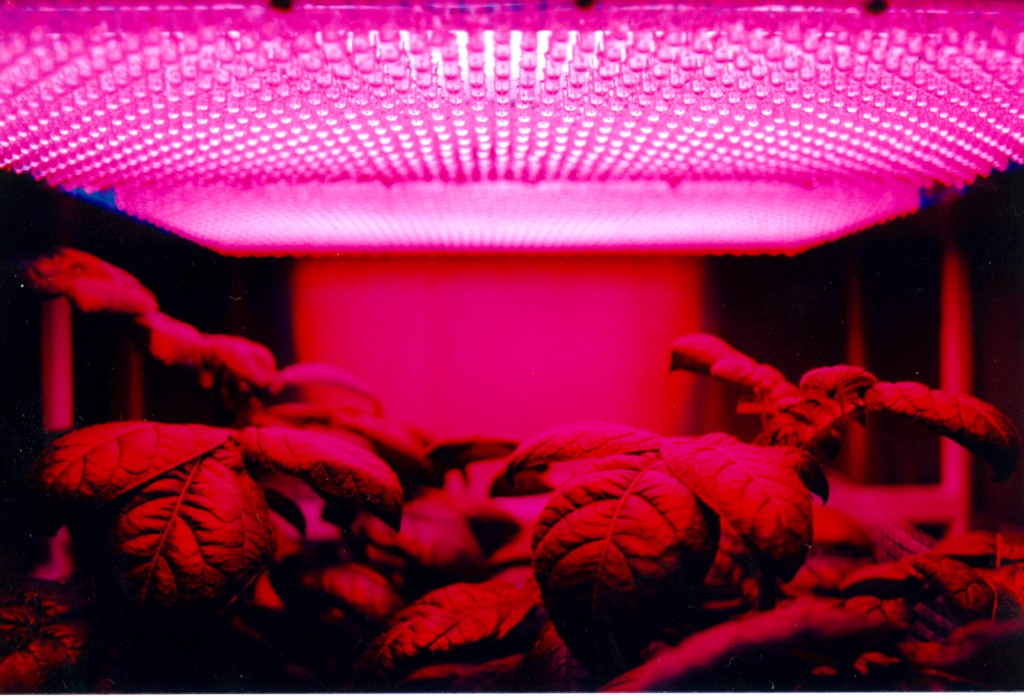 Plants growing indoors under LEDs