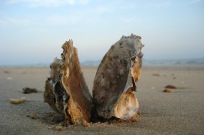 oyster_shells