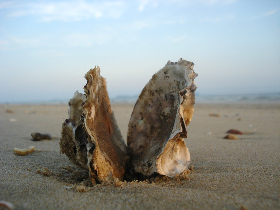 oyster_shells