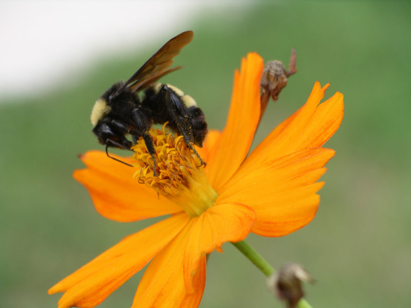 bee pollen